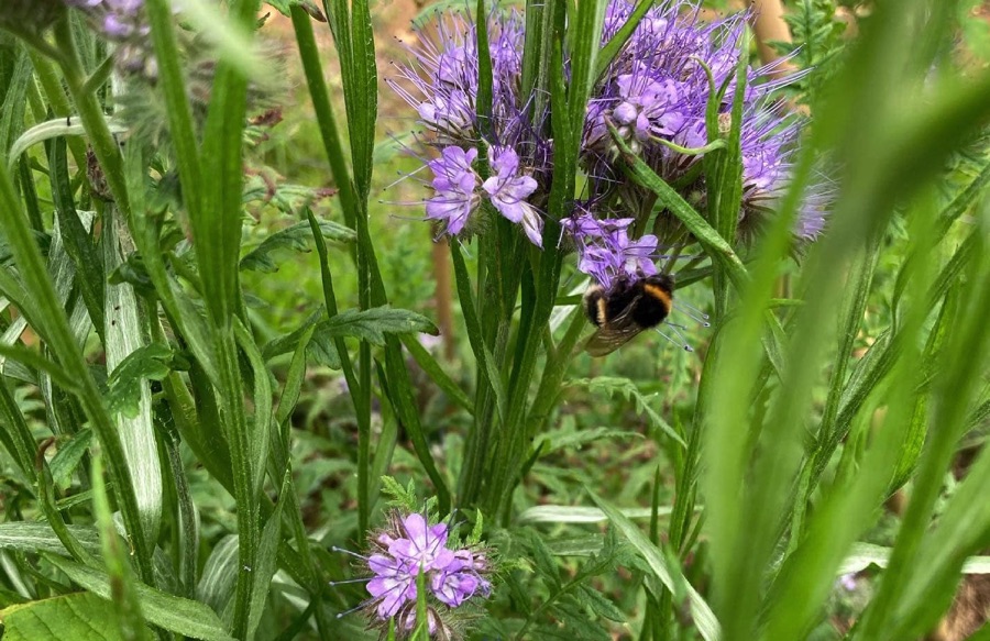 Bumblebee on flower